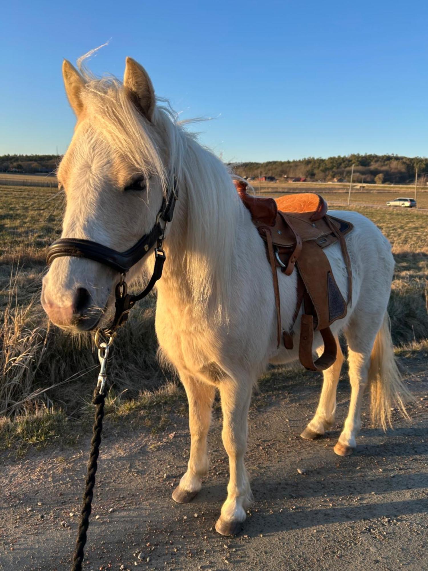 Johannas Ranch Lgh Ovan Stallet Kullavik Bagian luar foto